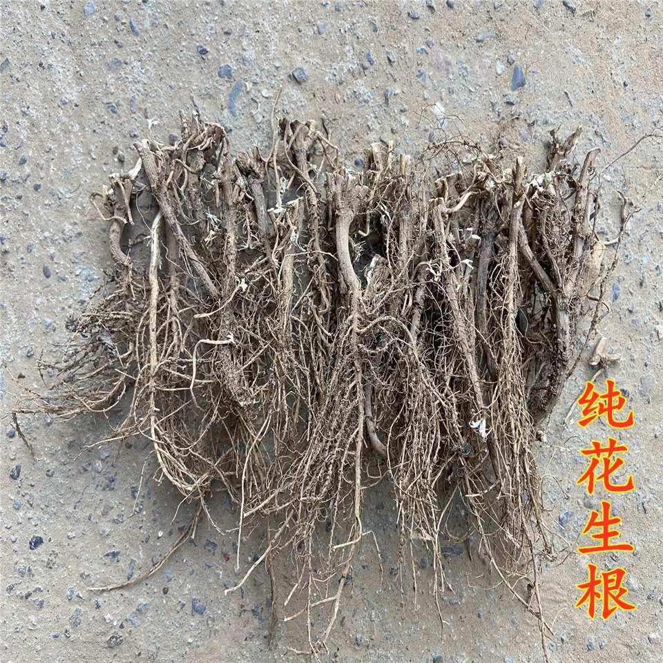 花生根纯根精选地下部分花生根头落生根头2023农家晒干花生根250g