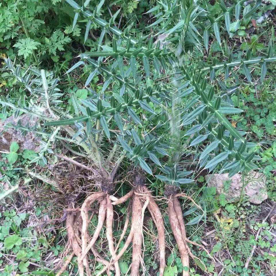 贵州深山大蓟根马刺根恶鸡婆刺萝卜新鲜现挖中药材炖鸡煲汤可食用 传统滋补营养品 药膳养生汤料 原图主图