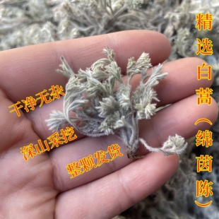 绵茵陈白蒿2025新货绵茵陈白蒿芽茵陈蒿整颗茵陈嫩芽精选干绵茵陈