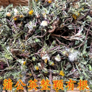蒲公英深山黄黄苗晒干蒲公英整颗有花叶根未水洗蒲公英干净整颗发