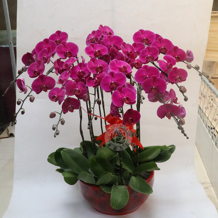 年宵花蝴蝶兰10株组盆盆栽送礼物串门送亲朋好友祝福北京同城速递