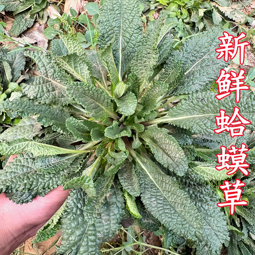 新鲜蛤蟆草现挖发货干净无杂
