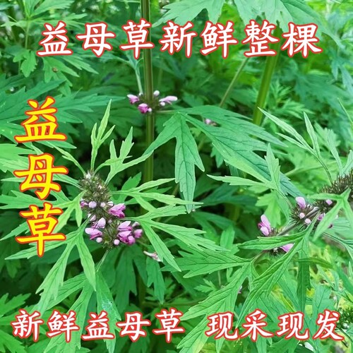 新鲜红花益母下单现挖