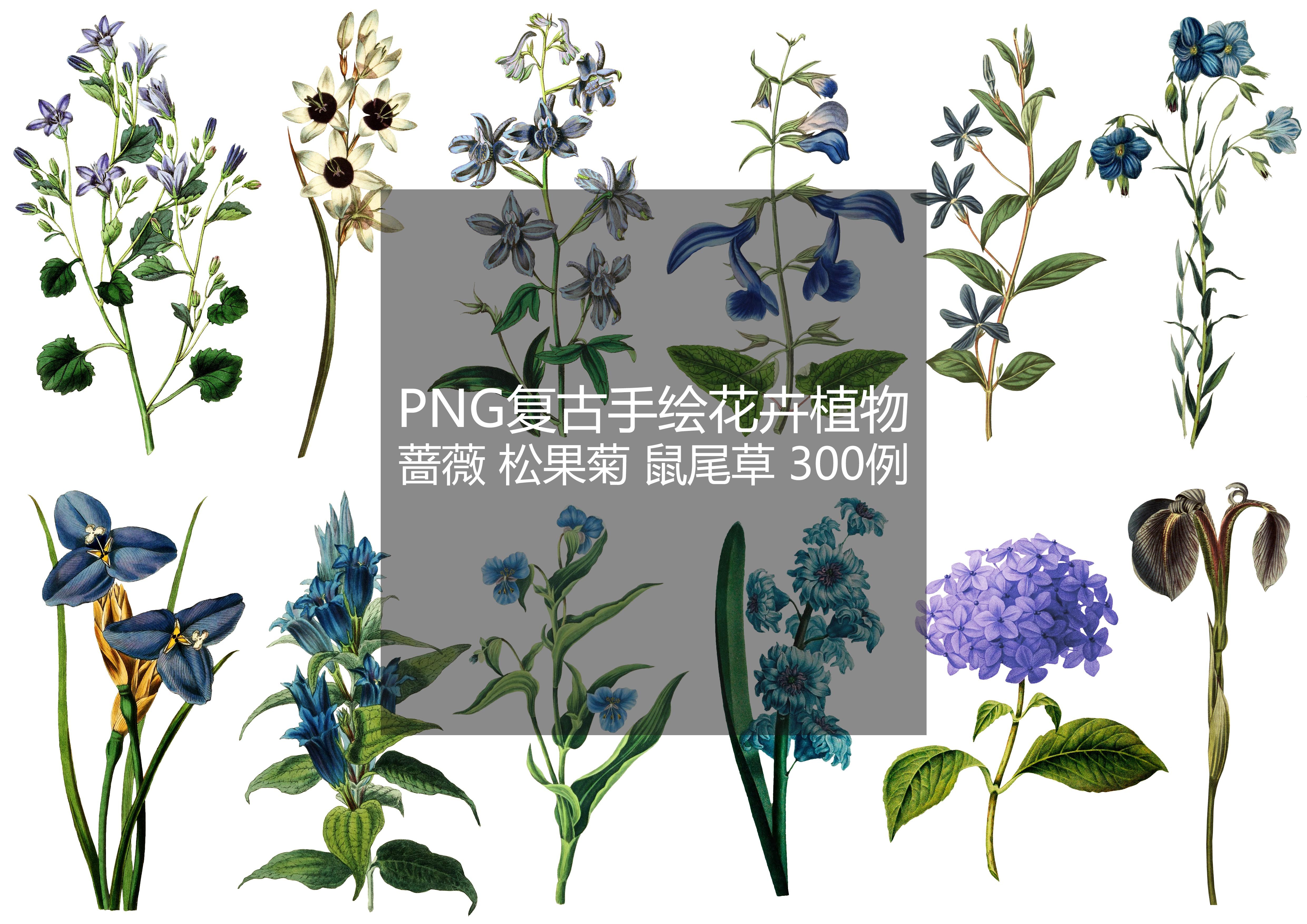 png复古手绘花卉植物蔷薇松果菊鼠尾草素材清爽拼贴collage设计