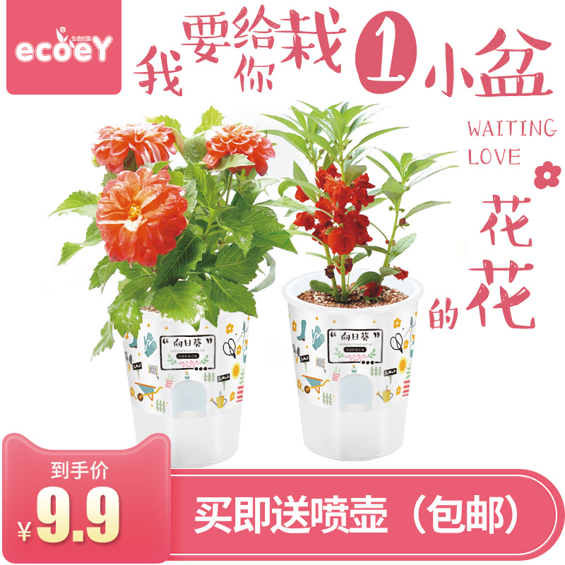 Ecoey¿ªÐÄÅ©³¡Ö²Ê÷½ÚDIY¶ùͯÖÖÖ²´´ÒâÃÔÄãÖ²Îï¿É°®Ð¡ÅèÔÔ
