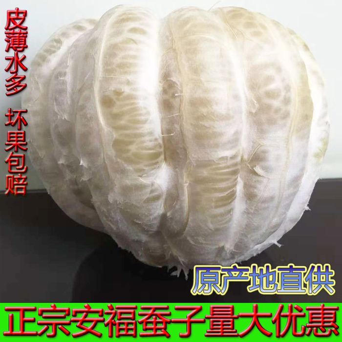 安福蚕子江西萍乡井冈山金兰蜜柚