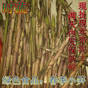 萍乡小笋江西新鲜蔬菜现挖现发武功山黄泥春小笋非苦笋1000g包邮