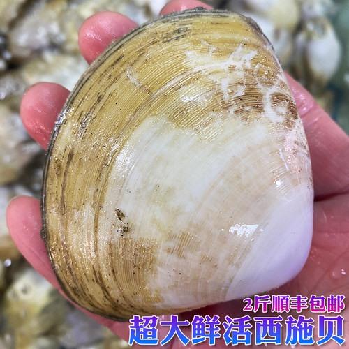鲜活西施贝月亮贝文蛤大文贝贝类