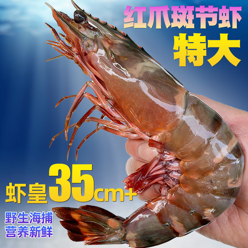 红爪斑节大对虾超大鬼虾特大号巨型鲜活速冻海捕大虾老虎虾红脚虾