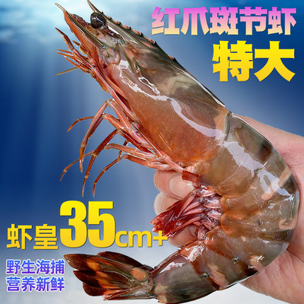 红爪斑节大对虾超大鬼虾特大号巨型鲜活速冻海捕大虾老虎虾红脚虾