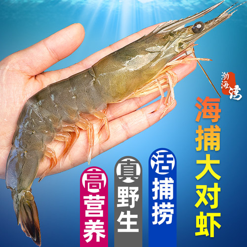 渤海湾野生海捕鲜活大对虾冷冻
