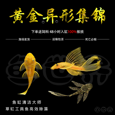 清洁鱼异形黄金胡子热带鱼淡水