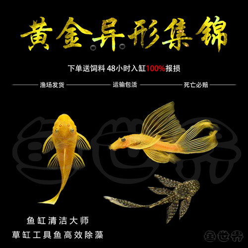 清洁鱼异形黄金胡子热带鱼淡水