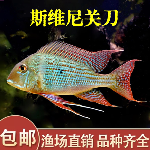 关刀鱼活体南美食土鲷元宝凤凰斯维尼红珍珠蓝宝石关刀热带观赏鱼