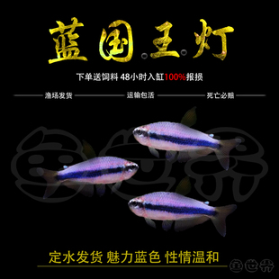 蓝帝王灯黑莲灯黄金帝王红绿灯皇后蓝国王灯热带鱼观赏鱼活体群游