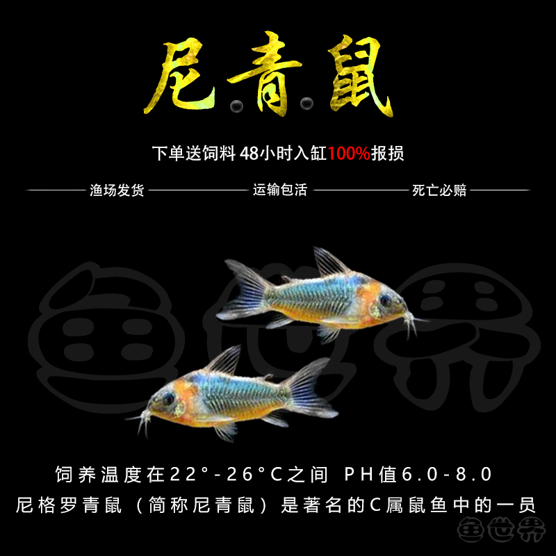 尼青鼠南美进口老鼠鱼人工f1尼格罗委内瑞拉青鼠黑鼠鱼热带活体