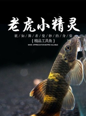 除藻鱼老虎小精灵草缸温顺好养耐活除青苔绿藻褐藻吃残渣工具鱼