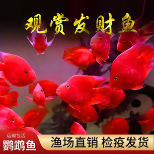 血红鹦鹉鱼活体热带观赏鱼淡水鱼发财元宝鱼风水梅花鹦鹉红招财神