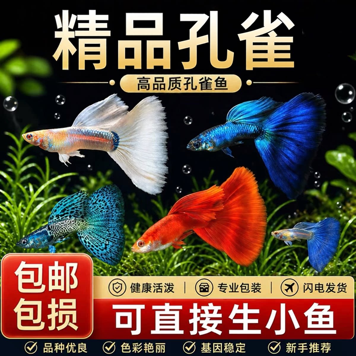 孔雀鱼鱼苗观赏鱼活体热带小型淡水好养耐活红绿灯鱼斑马凤尾小鱼