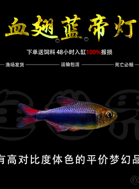 血翅蓝帝灯帝王灯黑帝王灯黑灯鱼蓝国王灯彩虹帝王灯淡水鱼灯科鱼