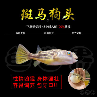 斑马狗头淡水河豚鱼班马热带宠物鱼观赏鱼会吹气的凶猛小型鱼活体