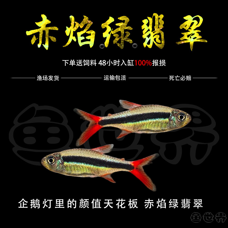 赤焰绿翡翠灯鱼南美进口小型灯鱼稀有品种红尾炽焰翡翠绿灯鱼活体