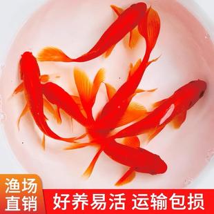 红草金鱼好养耐活大红草鱼观赏鱼锦鲤活体冷水鱼淡水鱼锦鲫红草鱼
