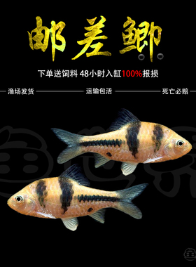 邮差鲫鱼印尼进口原生观赏鱼淡水鱼樱桃鲫彩虹鲫冷水鱼邮票鲫活体