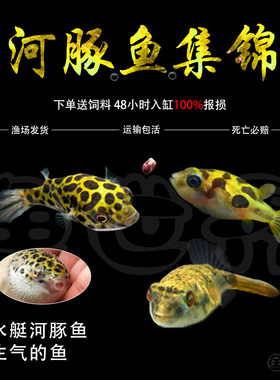 凶猛气泡鱼鱼活体巧克力娃娃包邮