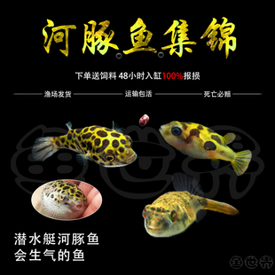 包邮 潜水艇会生气 鱼凶猛气泡鱼活体巧克力娃娃河豚鱼吃螺观赏鱼