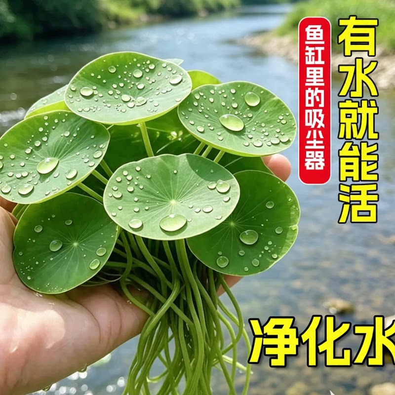 圆心萍浮萍水草水培植物专用净化水质鱼虾水草龟缸漂浮水草造景草