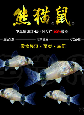 熊猫鼠鱼吃垃圾鱼清洁鱼工具鱼清道夫底层热带观赏小型除藻鱼活体