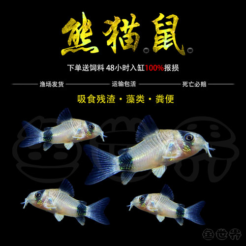 熊猫鼠鱼吃垃圾鱼清洁鱼工具鱼清道夫底层热带观赏小型除藻鱼活体