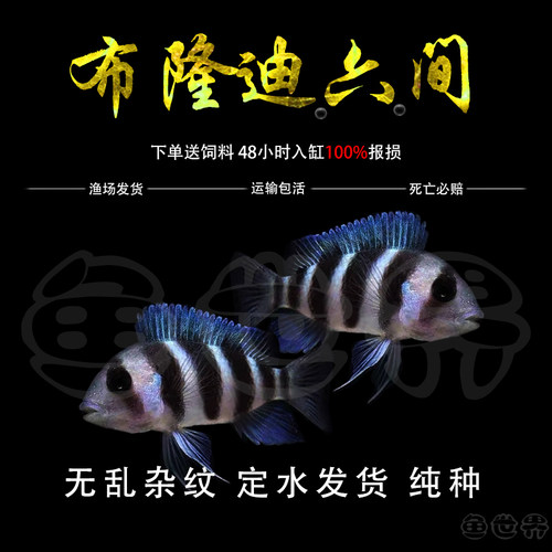 热带三湖慈鲷坦鲷活体蓝六间布隆迪皇冠六间布隆迪六间萨伊蓝六间