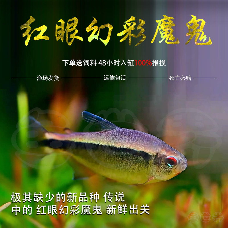 红眼幻彩魔鬼高端草缸小型鱼魔鬼灯稀有蓝魔红眼天青魔鬼紫罗兰灯