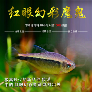 红眼幻彩魔鬼高端草缸小型鱼魔鬼灯稀有蓝魔红眼天青魔鬼紫罗兰灯