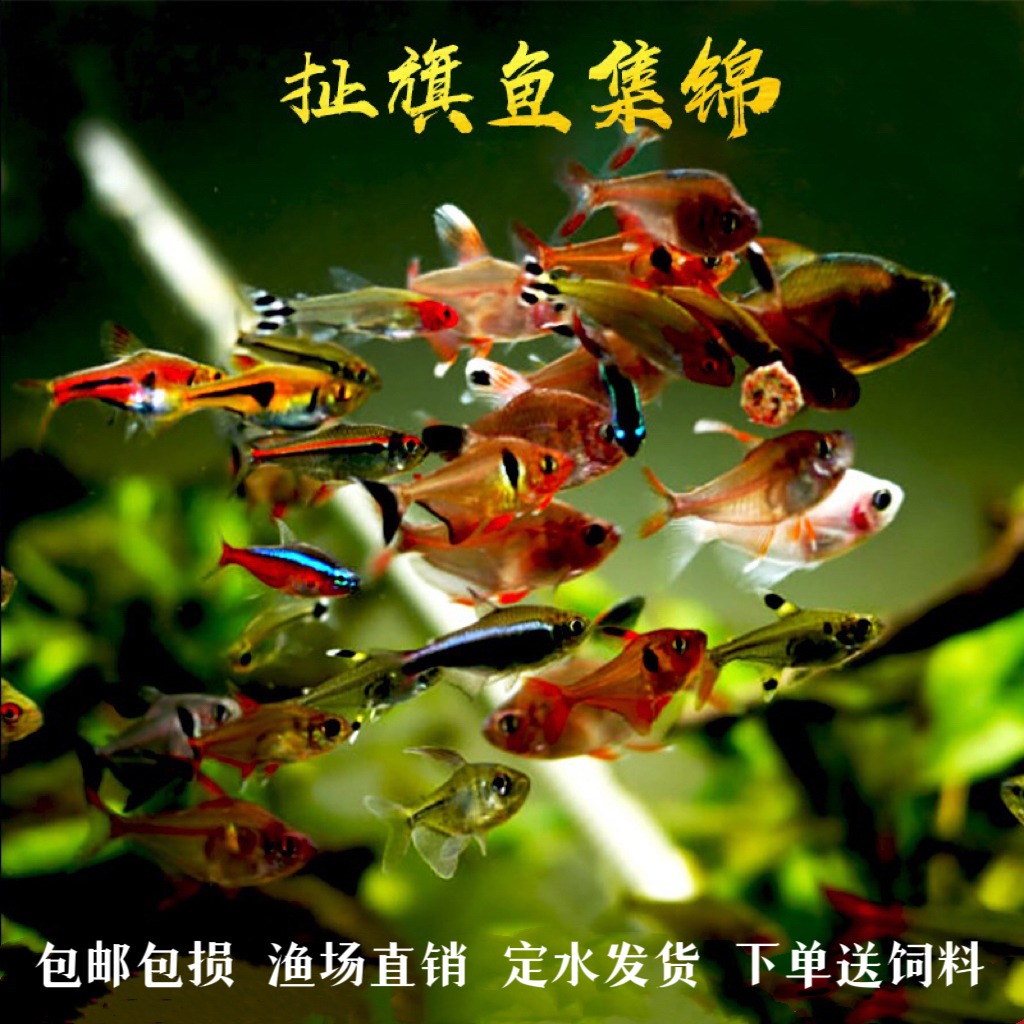 宠物灯科鱼热带鱼群游