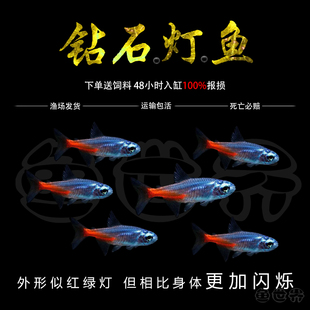 钻石灯红莲小型淡水草鱼缸红莲霓虹灯阿氏波鱼群游小型灯鱼活体