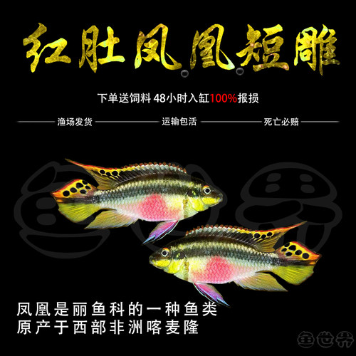 红肚凤凰鱼南美西非短鲷慈鲷鱼热带观赏鱼荷兰蓝肚红肚凤凰鱼活体
