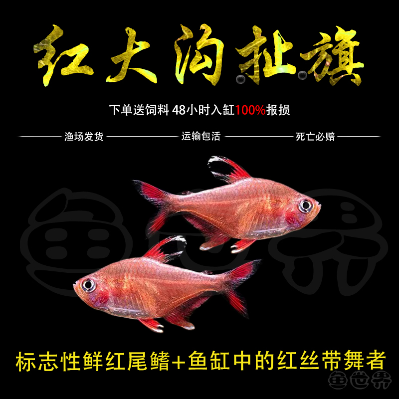 红大勾鱼白翅玫瑰红尾红衣梦幻扯