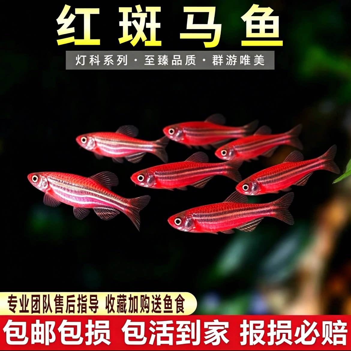 红斑马鱼热带鱼观赏鱼孔雀鱼灯科鱼红绿灯鱼小型活鱼淡水好养包邮