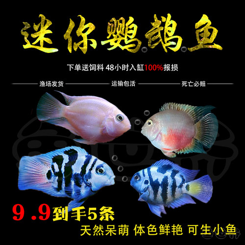 迷你鹦鹉热带鱼淡水繁殖