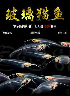 玻璃猫可混养红肚玻璃玻璃拉拉红尾玻璃玻璃金刚水晶灯透明鱼群游