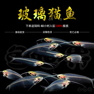 玻璃猫可混养红肚玻璃玻璃拉拉红尾玻璃玻璃金刚水晶灯透明鱼群游