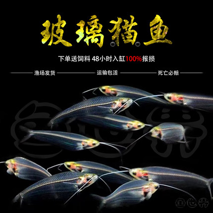 玻璃猫可混养红肚玻璃玻璃拉拉红尾玻璃玻璃金刚水晶灯透明鱼群游