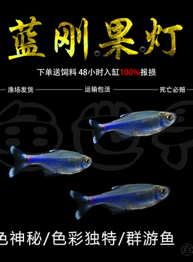 蓝刚果灯鱼小型热带鱼蓝色灯鱼群游鱼七彩闪光蓝线灯科淡水草缸