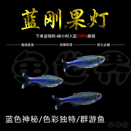 热带鱼灯科鱼淡水群游