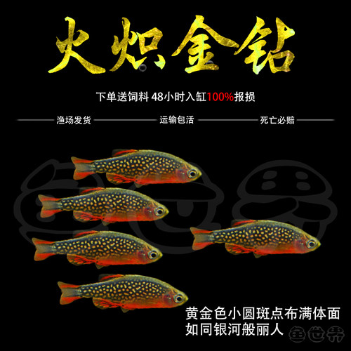 群游小型鱼热带淡水好养