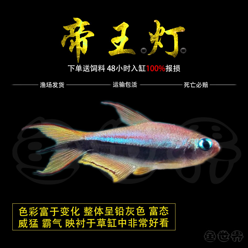 帝王灯鱼热带鱼黄金红尾黑帝王灯草缸淡水蓝国王群游鱼三叉尾小型