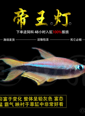 帝王灯鱼热带鱼黄金红尾黑帝王灯草缸淡水蓝国王群游鱼三叉尾小型